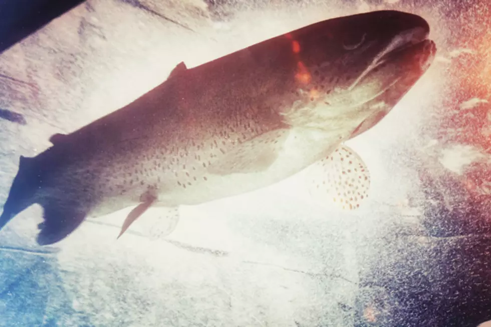 Bob Duchesne’s Wild Maine: An Underwater Look at Fish Food [AUDIO]