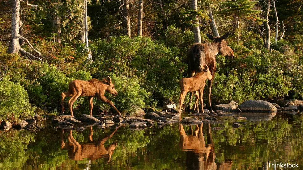 Bob Duchesne’s Wild Maine: Toddlers With Moose Permits