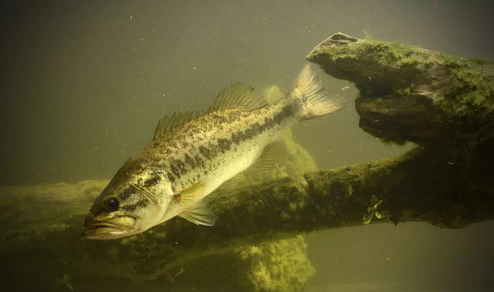 Bob Duchesne’s Wild Maine: Quirkiest Hunting + Fishing Laws