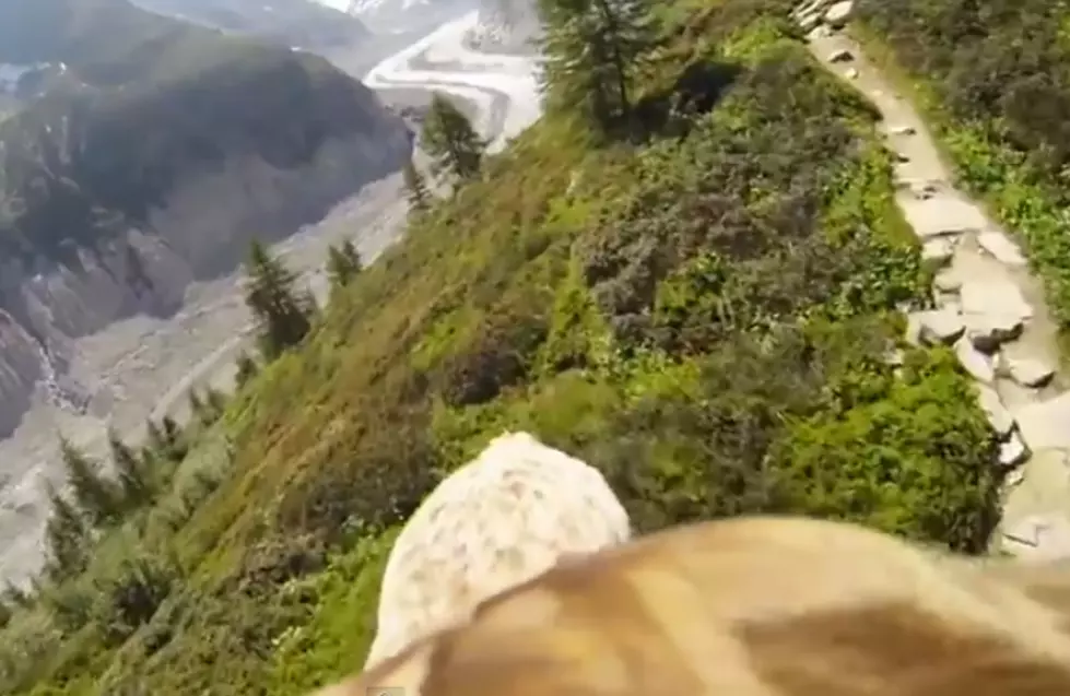 Man Straps Camera on Eagle + We Get a Breathtaking Video