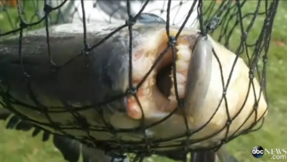 Testicle Eating Fish Showing Up in Lakes Across U.S.