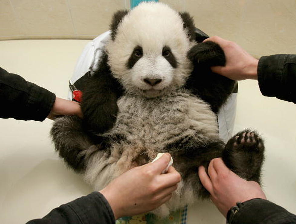 WTF Wednesday Part II: Panda Poo Makes Good Tea?!