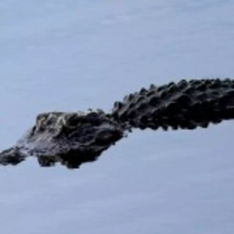 WTF Wednesday: There&#8217;s An Alligator In The Pool [VIDEO]