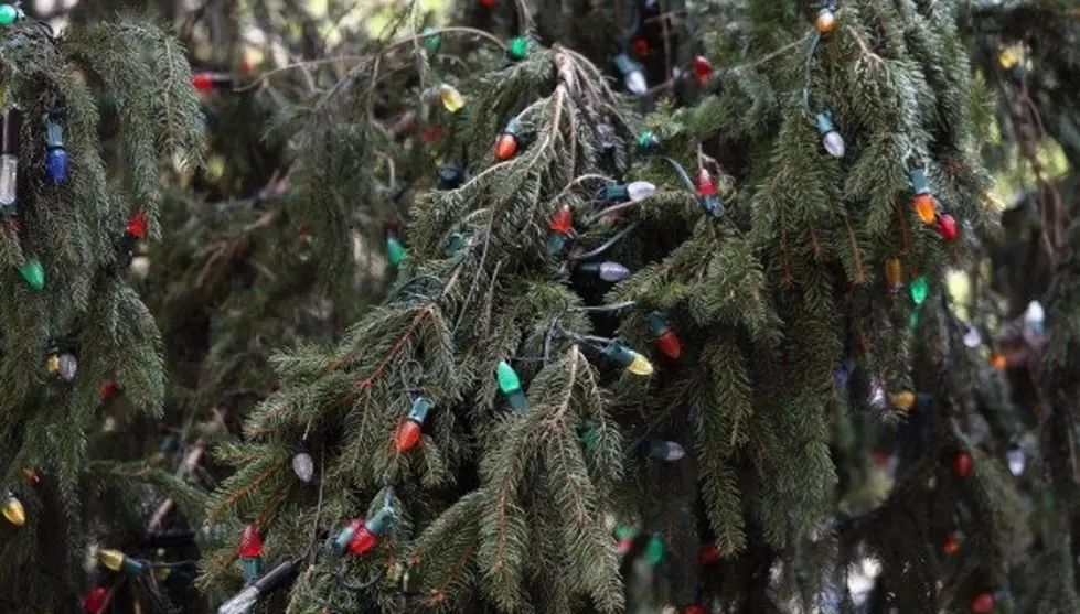 Now That Christmas Is Past, What About The Christmas Tree [VIDEO]