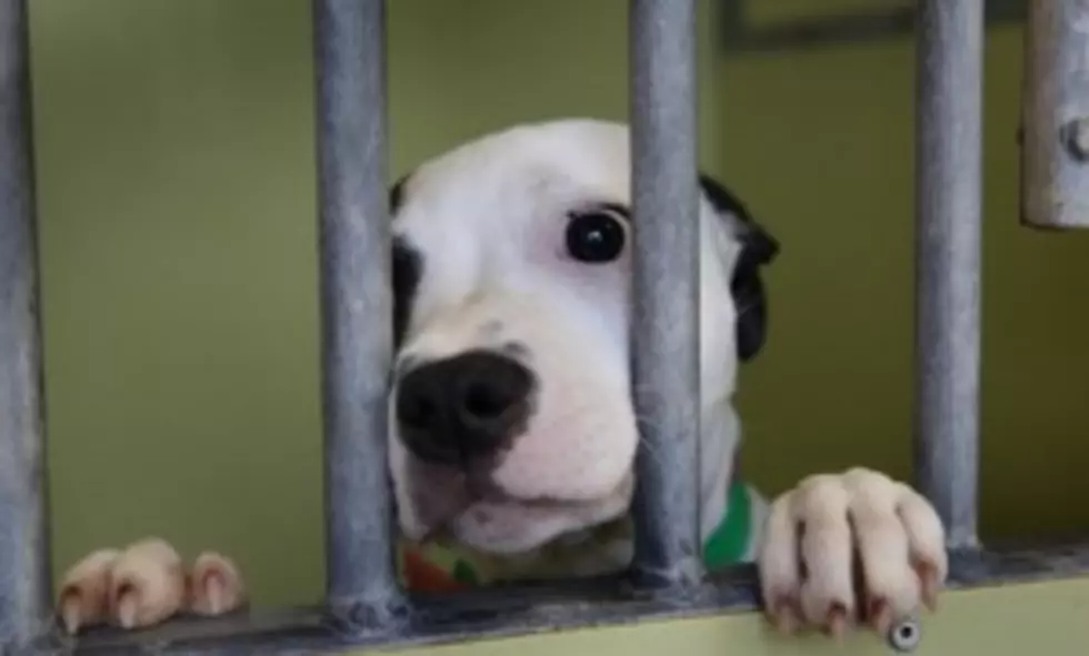 When Good Pets Go Bad [VIDEO]