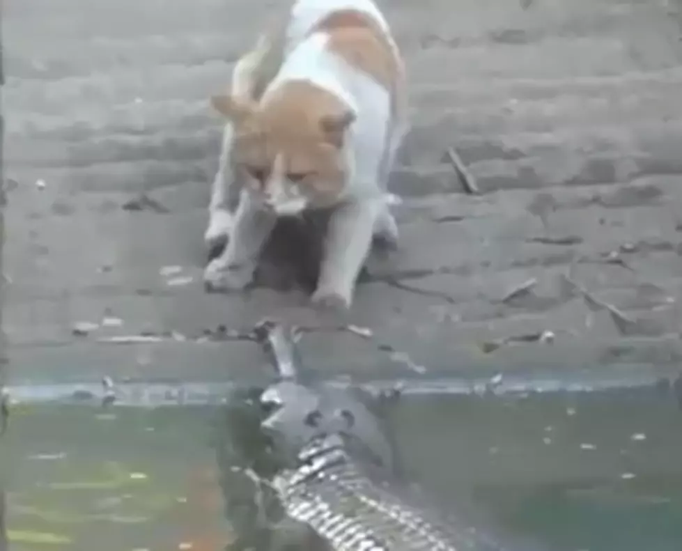 Crocodile Vs Cat-Who Ya Got? [Video]