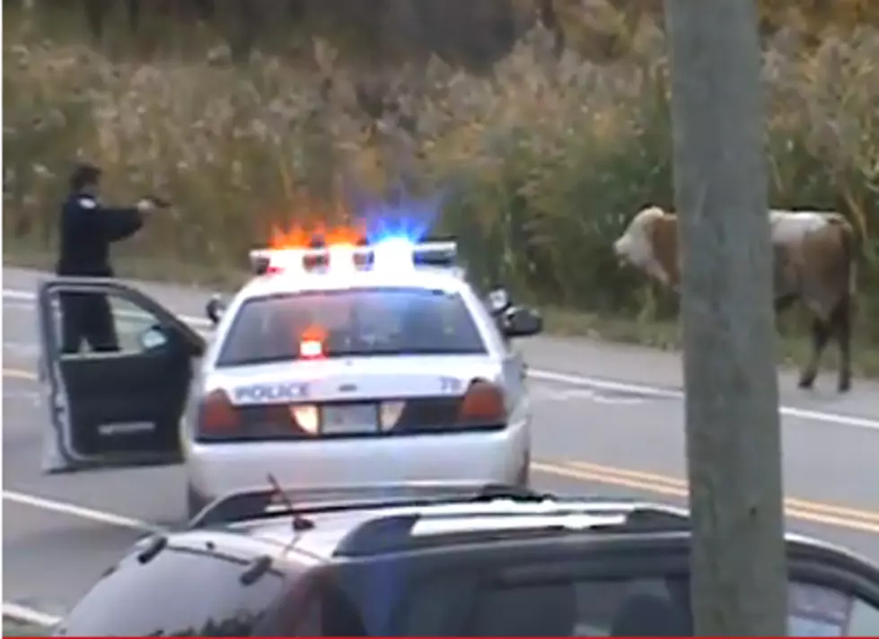 Cops Inhumanely Kill Calf When It Was On Its Way To The Slaughterhouse: Is It Wrong? [VIDEO]