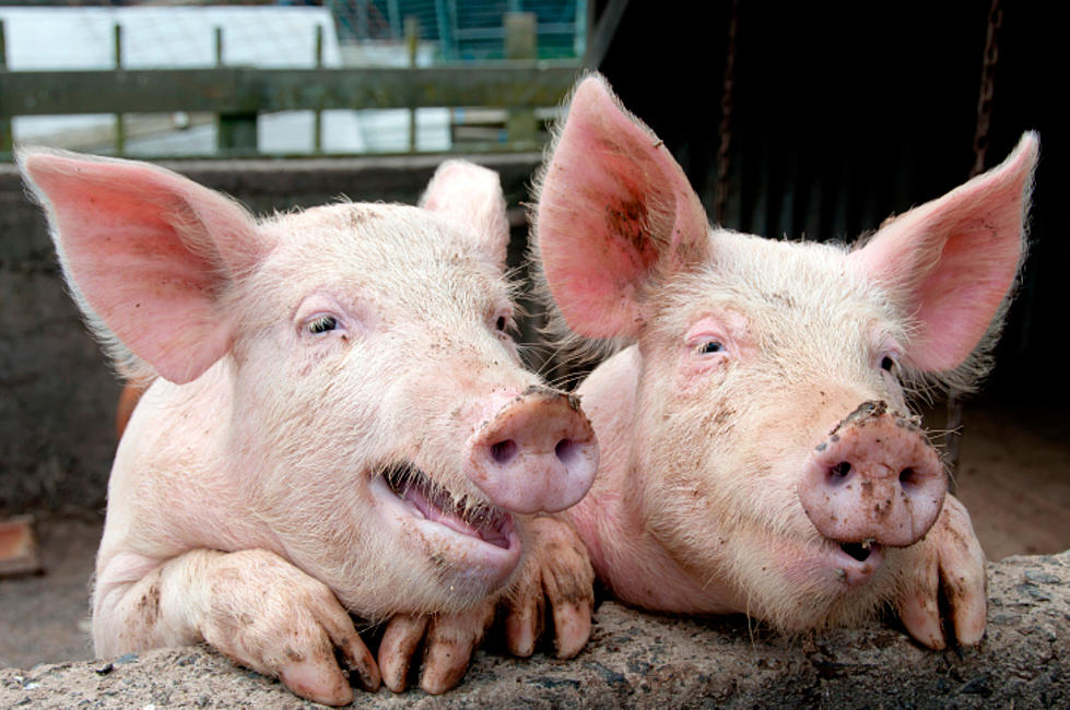 Pot-bellied Pigs!