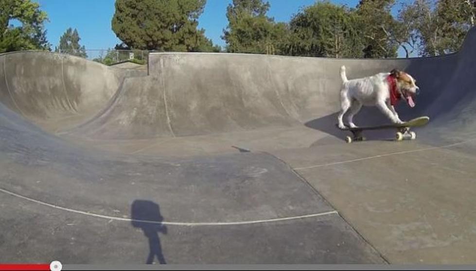 Skateboarding Dog Flips At Skatepark [VIDEO]