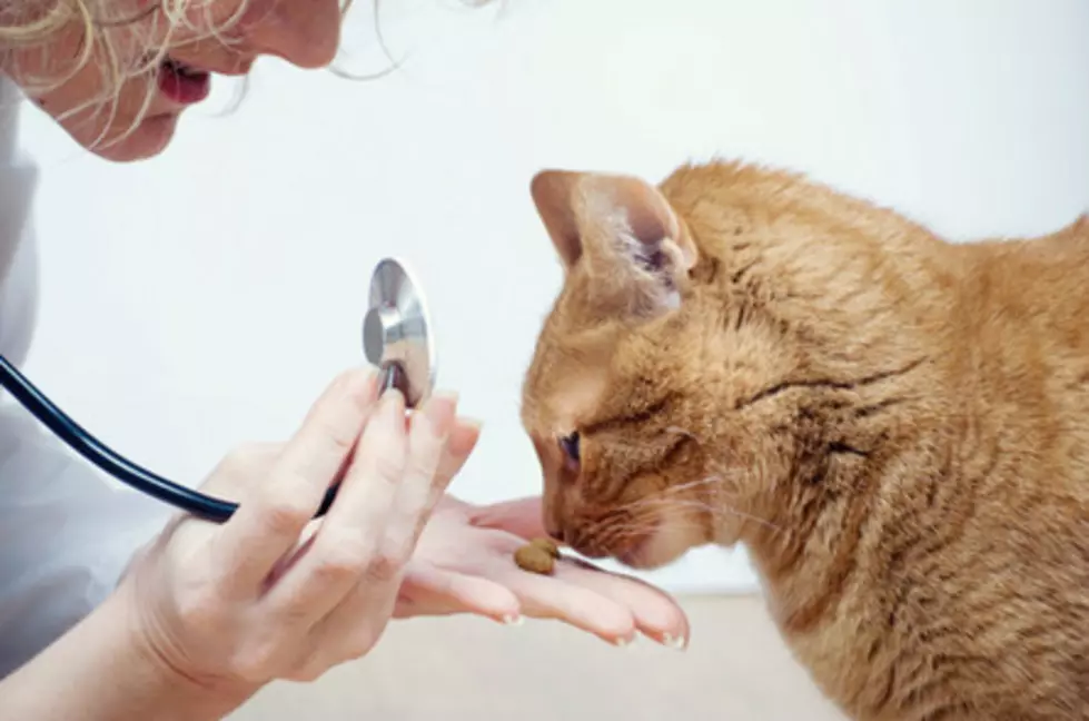 Two Cats Are Still Drugged After A Visit From The Vet [VIDEO]