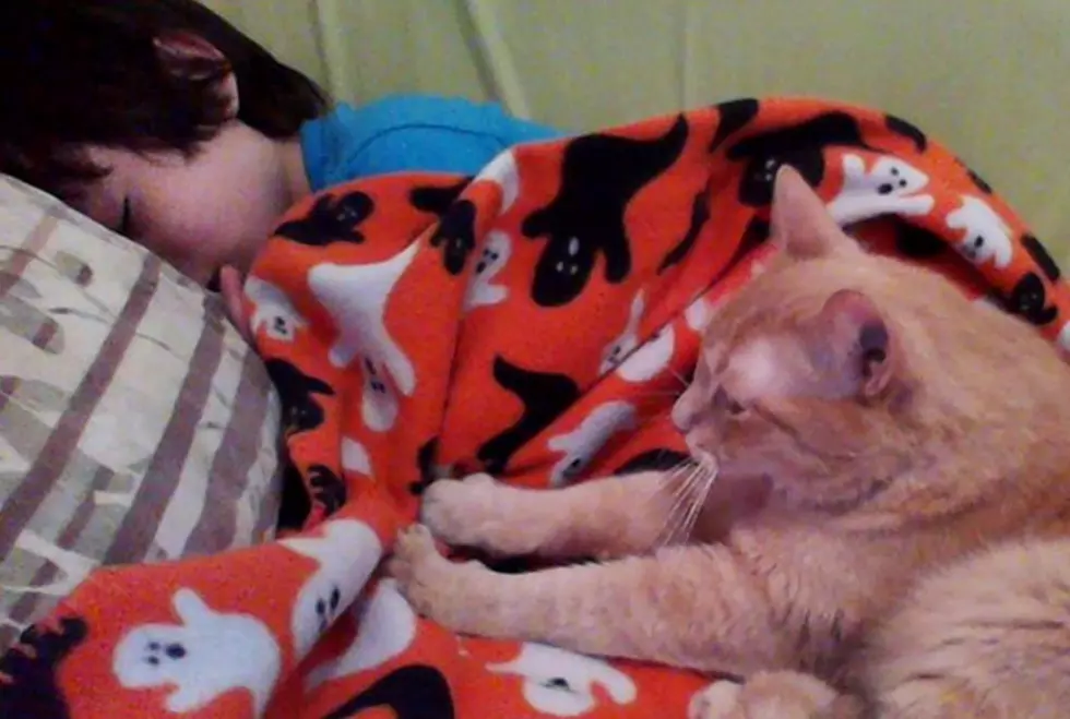 Cats Are The Best Alarm Clocks For Humans [VIDEO]