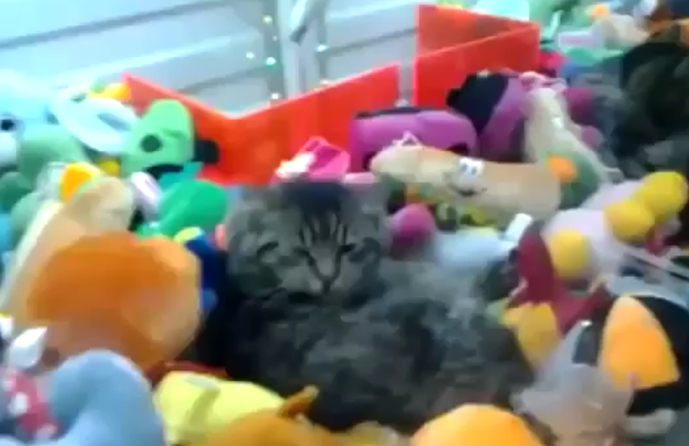 Cat Stuck In Claw Machine Doesn’t Want To Be Rescued