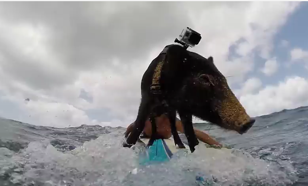 Pig Straps On A GoPro, Rides Some Waves