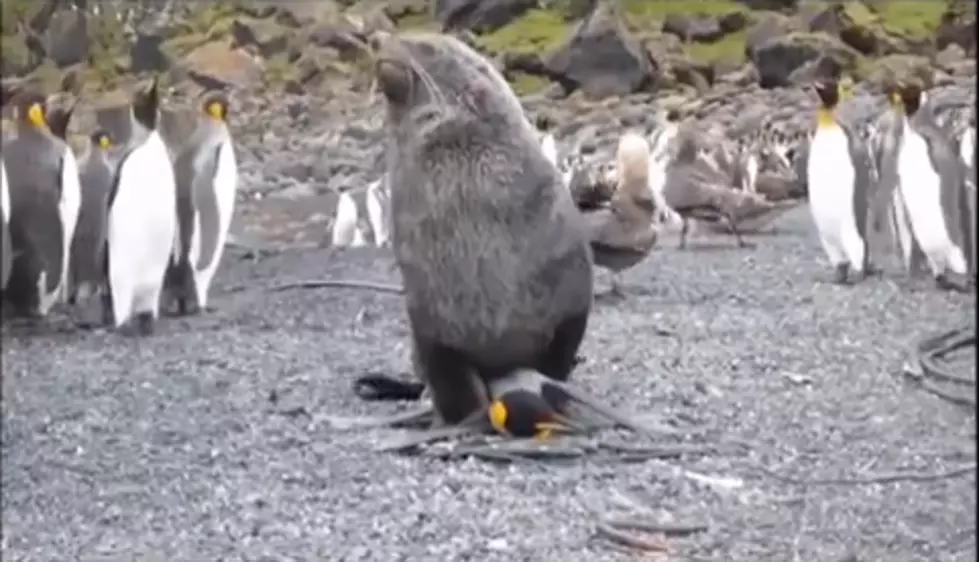 WTF?! Seals Have Been Having Sex With Penguins And There&#8217;s Video Of It