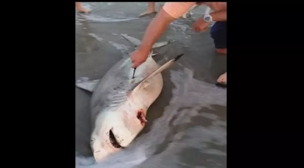 Man Cuts Open Dead Shark To Save Three Shark Pups