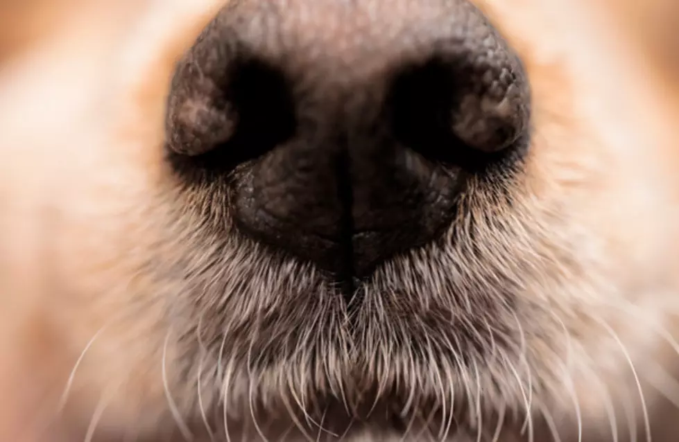 A Dogs Snout Takes A Few Blows From A Cats Paw [VIDEO]