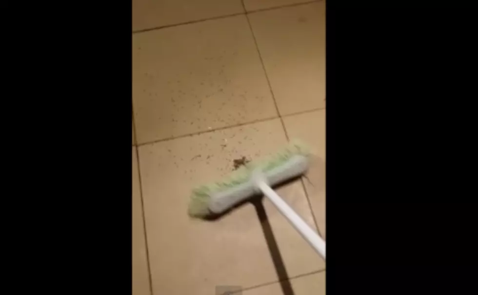 Man Kills Mother Wolf Spider, Babies Comes Rushing out for Revenge