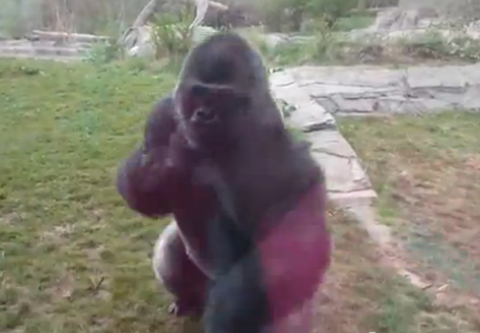 Angry Gorilla vs Zoo Glass — Who Ya Got?