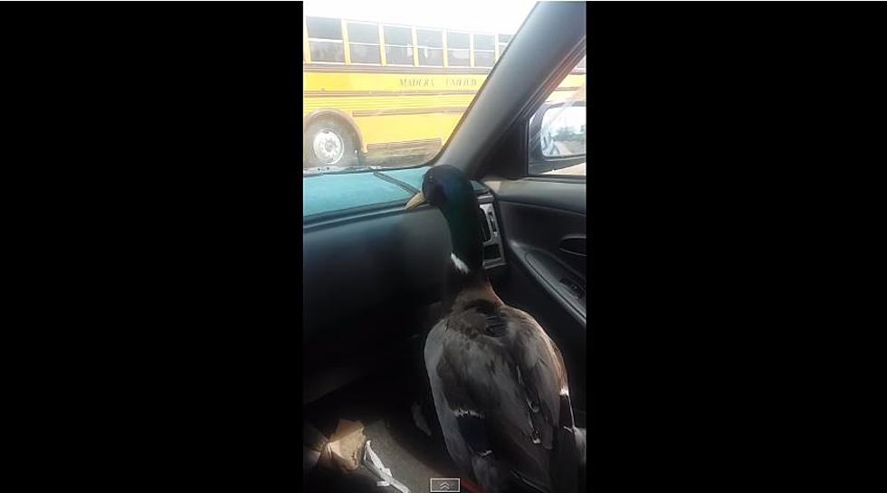 Pet Duck Quacks with Excitement at His Friend Getting Home From School
