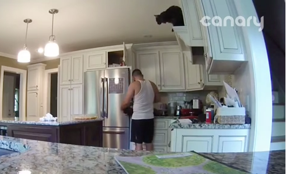 Video Shows Why Cats Are the Biggest Jerk Pets on Earth