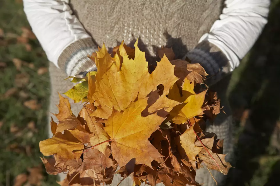Raking Leaves Made Simple Thanks to a Piece of Cardboard
