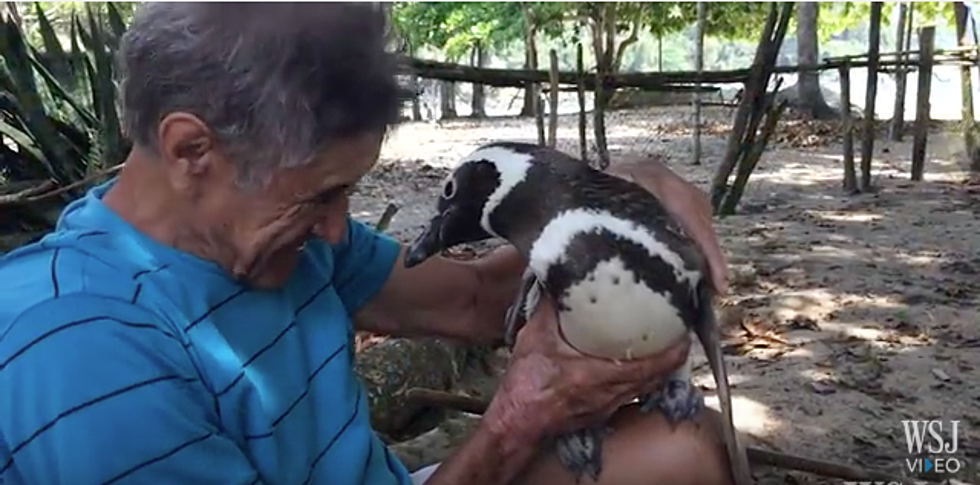 Man Saves Penguin’s Life, Penguin Now Stays with Him for Months at a Time