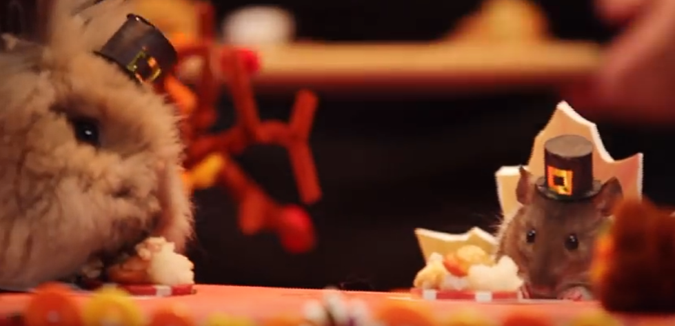 Can’t Help But Be Thankful for a Tiny Hamster Thanksgiving [VIDEO]