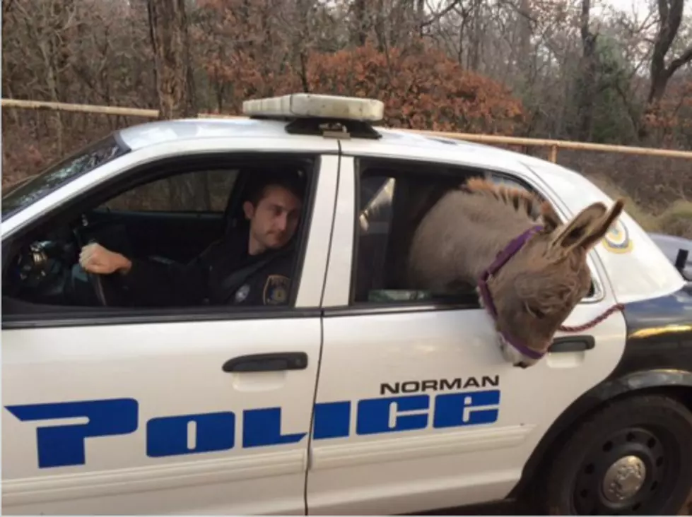 Oklahoma Police Fit Lost Donkey Into Police Car
