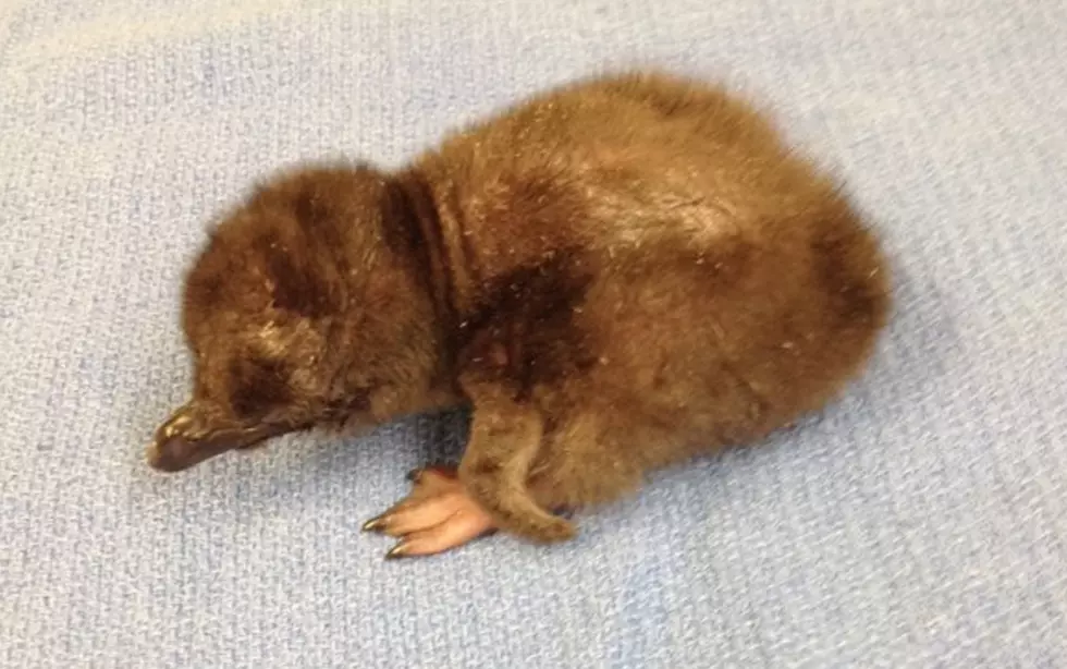 Zoo’s First Baby Animal of 2016 Named David Bowie
