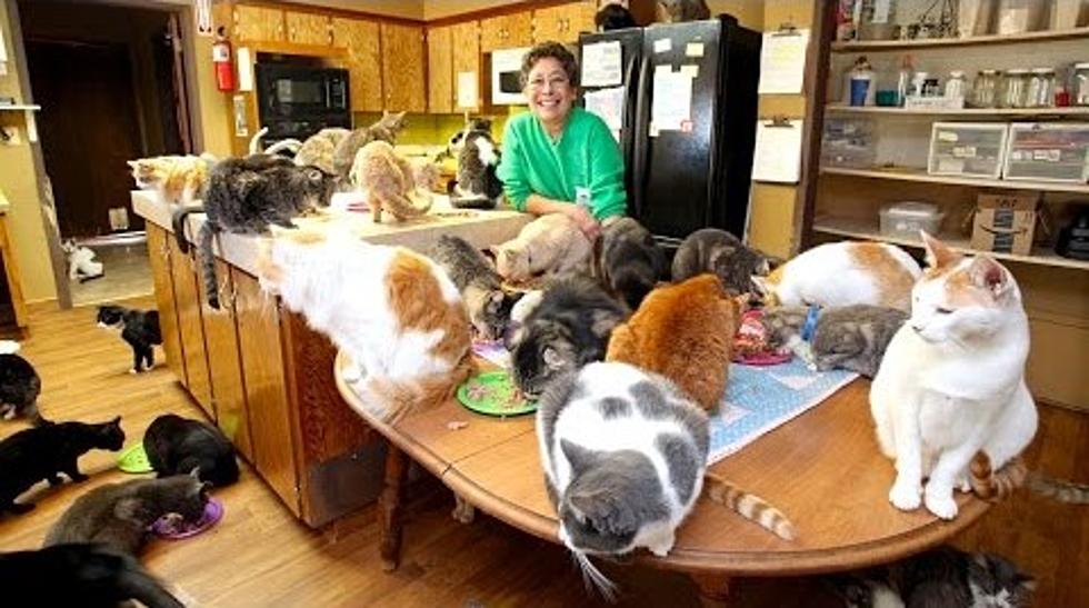 Woman Runs a $1.6 Million Dollar Operation to Save Cats