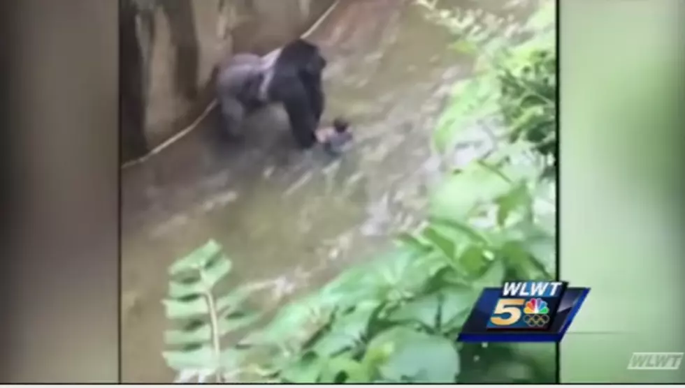 Outrage Over Gorilla's Death