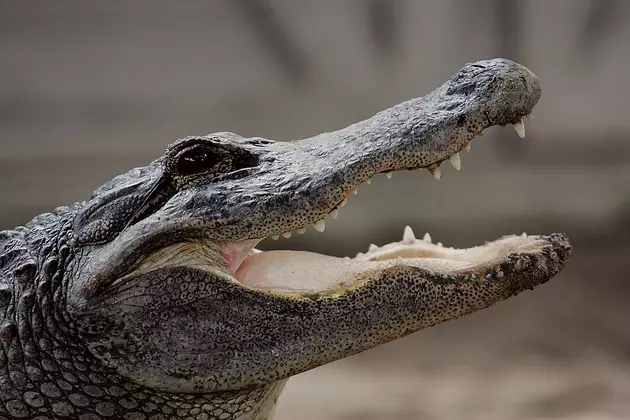 Alligator Grabs Child Near Disney Resort