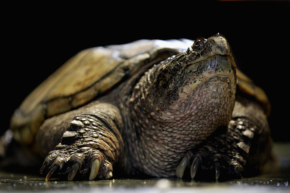 Watch as ‘Wildlife Expert’ Lets Snapping Turtle Bite Him