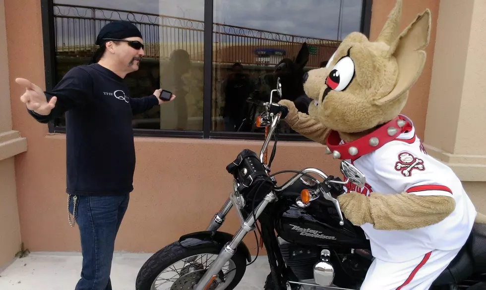 Chihuahuas Open New Patio Suite &#8212; And We Want You To Party There With Us