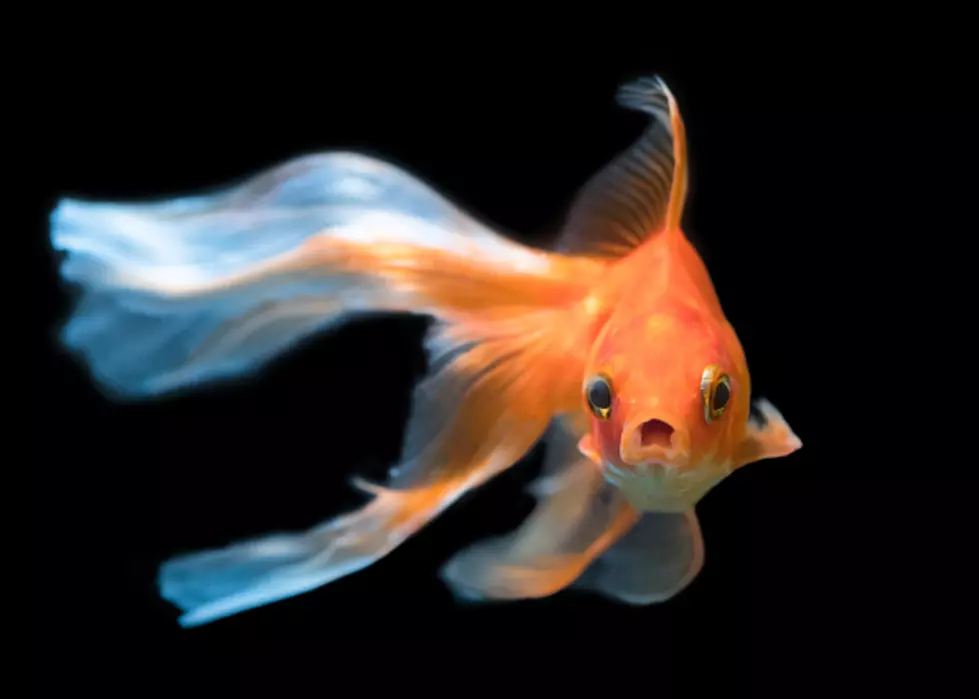 A Family Of Goldfish Rescued Out Of The Pipe From The Toilet