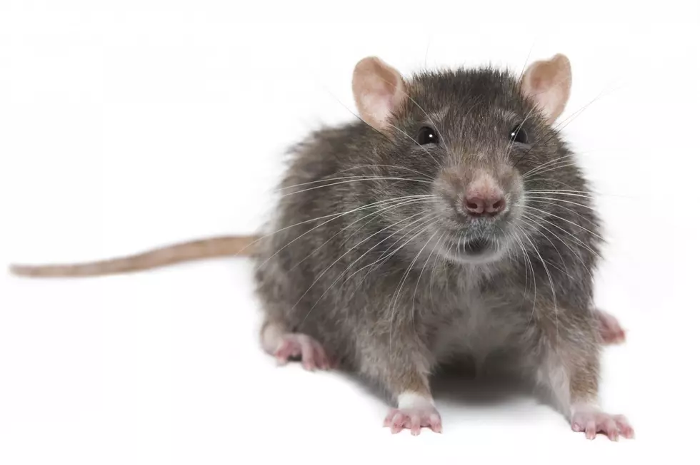 Shower Rat Is The Newest Internet Sensation 