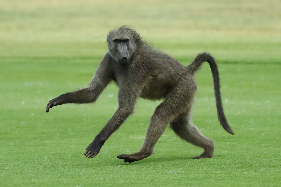 Baboons Escape Texas Research Facility, Make A Run For It