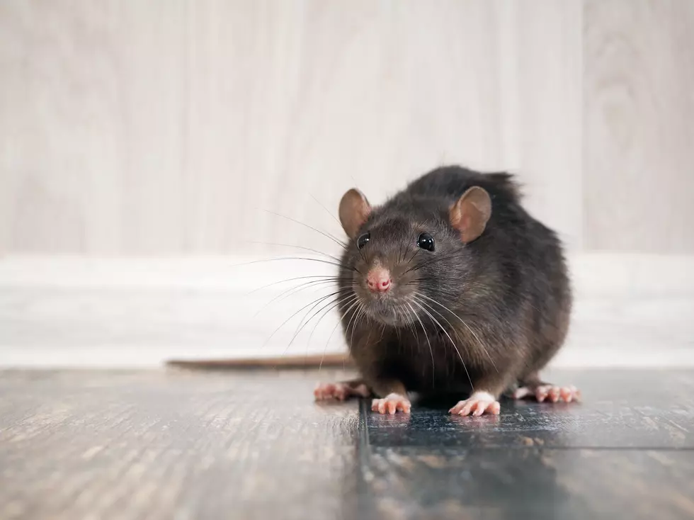 “Ghost” Turns Out to be Really Tidy Mouse