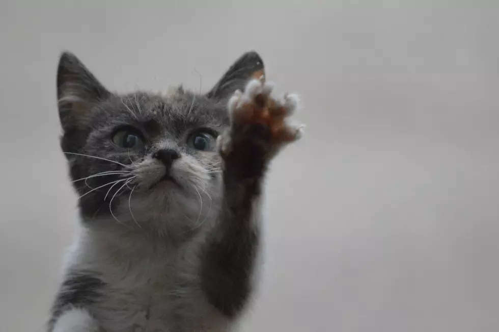 El Paso Humane Society Looking For Volunteers For Kitten Nursery