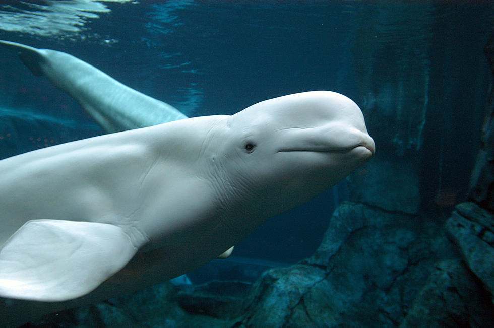 Boris The Beluga- Russian Spy Or Therapy Whale? See The Video