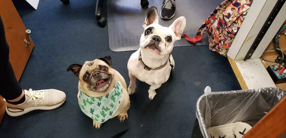 Instagram Star Walter The Frenchie Visits The Morning Show