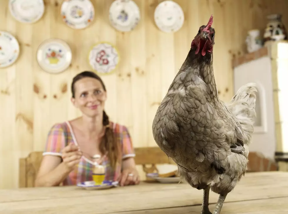The CDC Wants You To Stop Petting Your Poultry