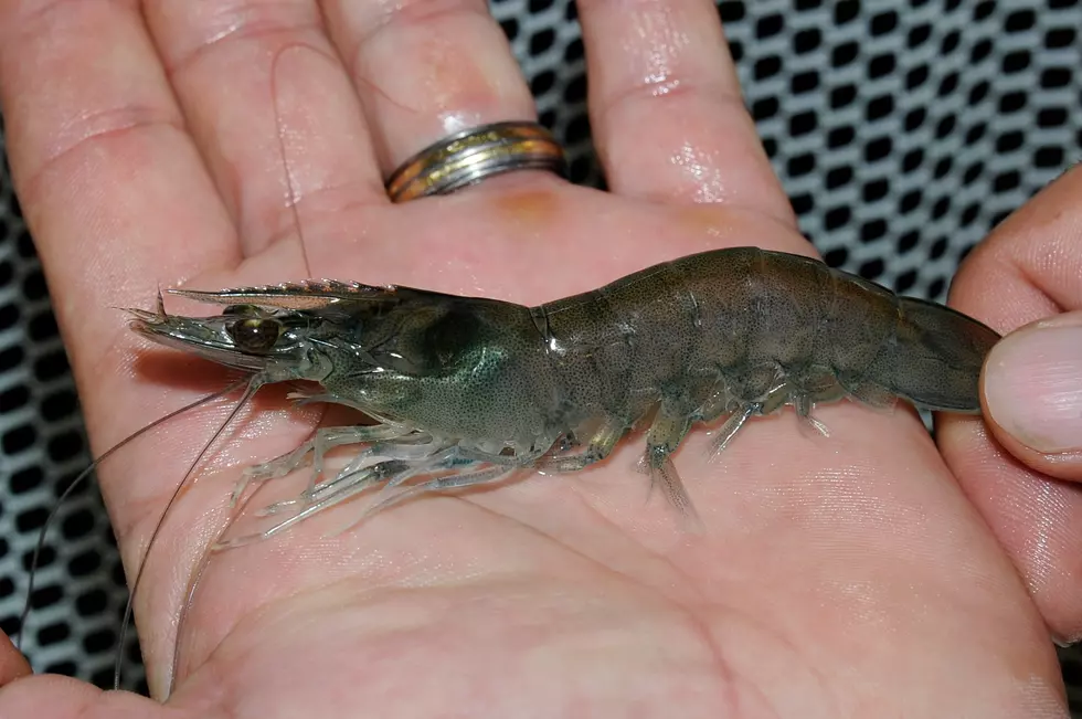 Study Shows Shrimp In The UK Tested Positive For Cocaine
