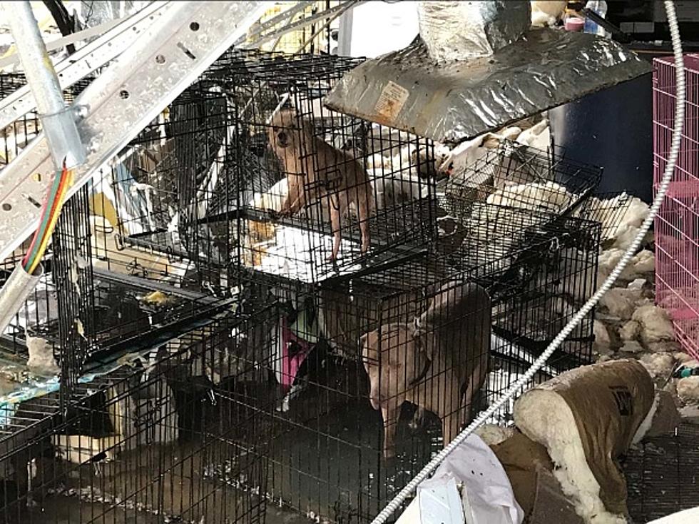 Two Men Arrested For Storing About 300 Dogs In Warehouse In Texas