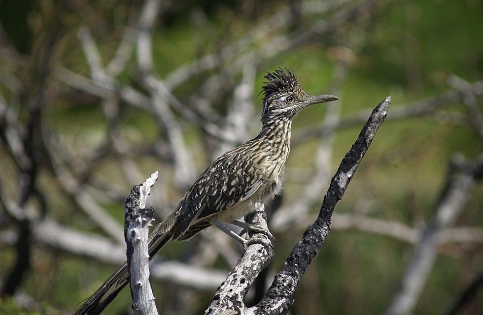 Ever Really Looked At That Giant RoadRunner Outside Las Cruces?