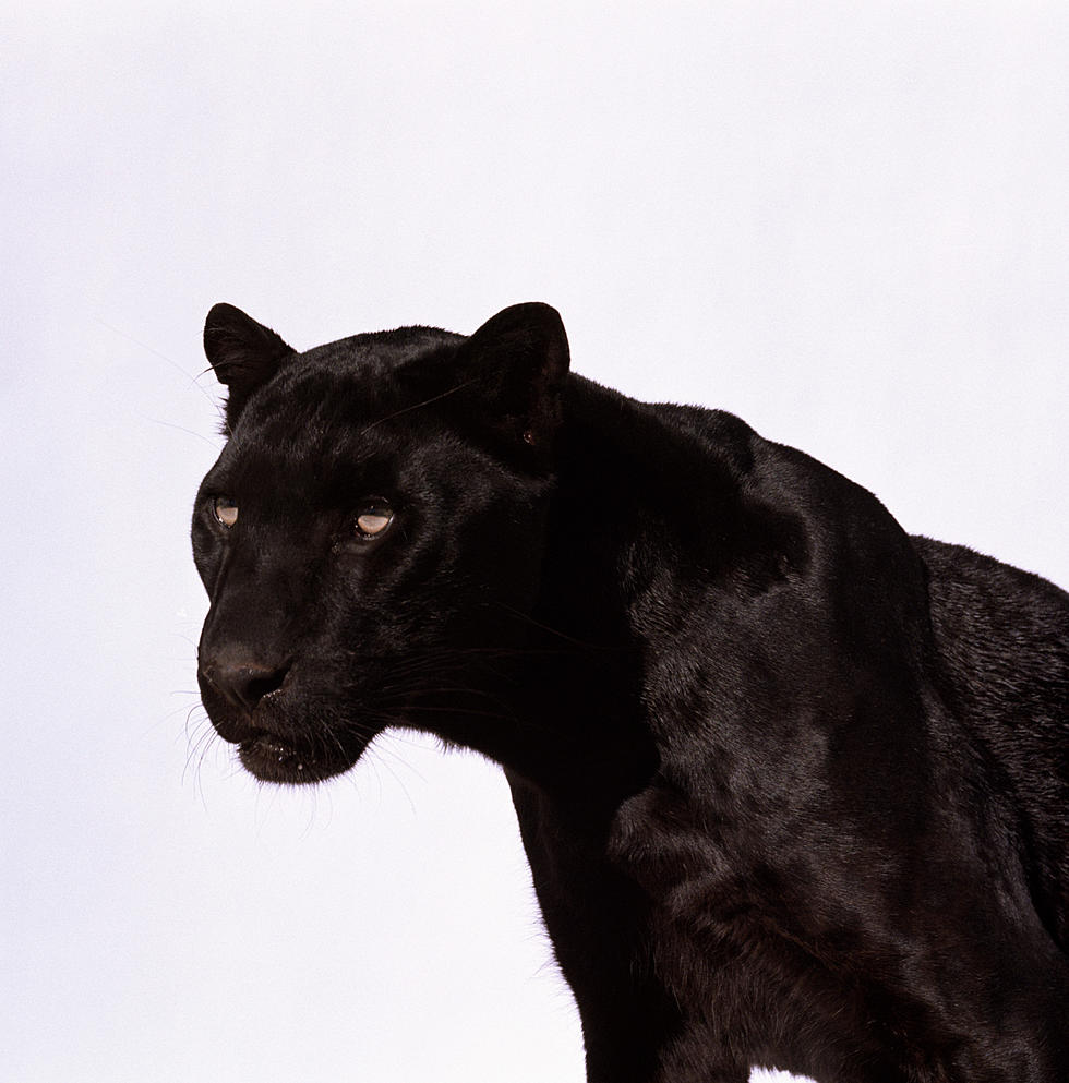 Video Purportedly Shows Wild Black Panther in Abilene