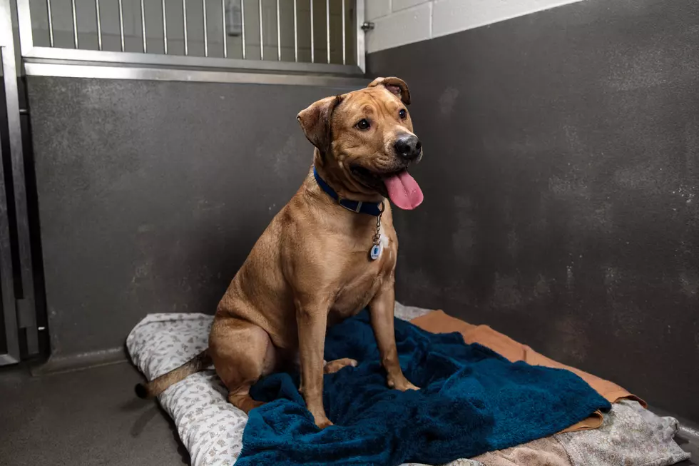 El Paso Animal Services Needs Donations Of Blankets And More