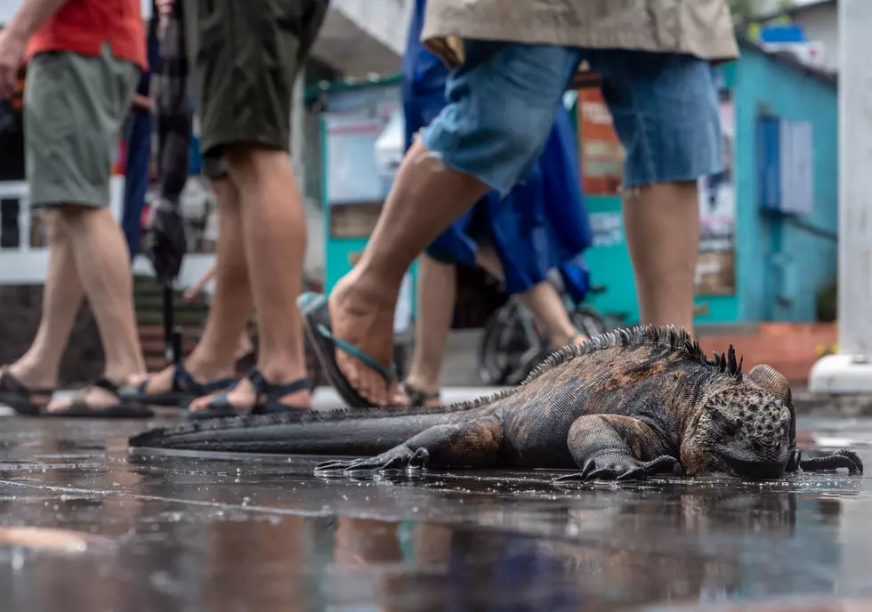 The Iguanas Falling Out Of The Sky In Florida Are NOT Dead