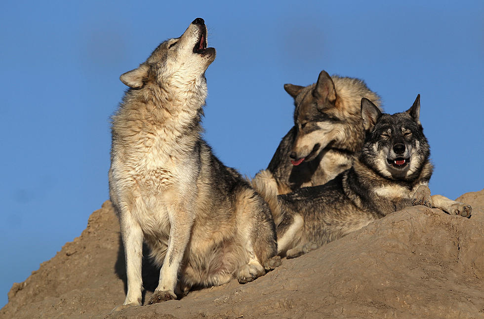 Rare Wolf Dies At El Paso Zoo