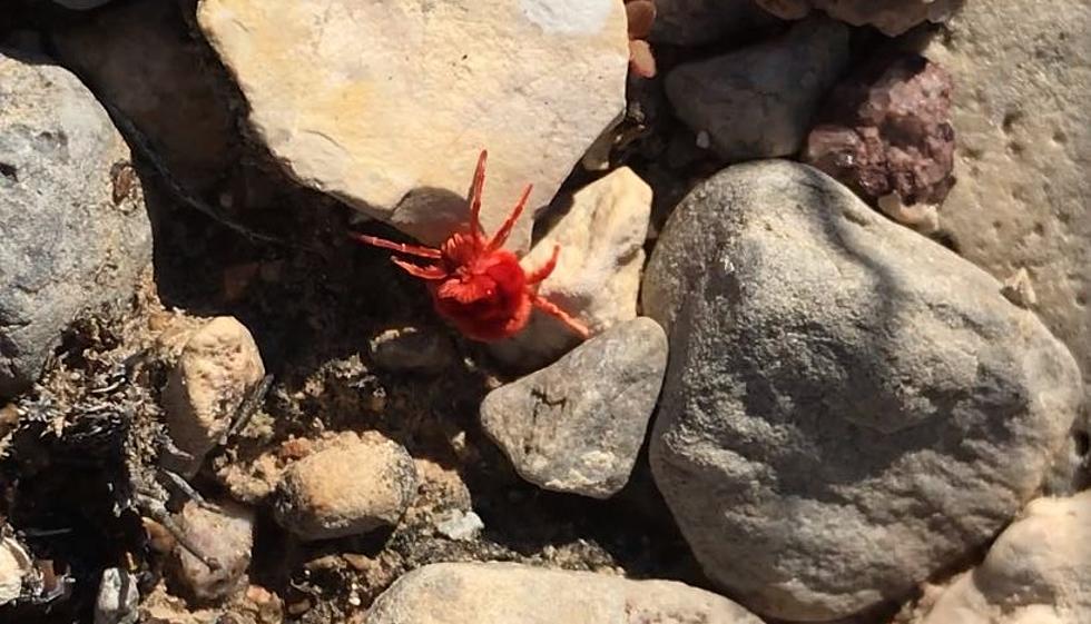 Hiking Adventures in El Paso Can Acquaint You With Trombidiidae's